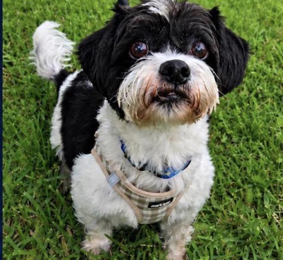 ZACK, a ADOPTABLE Havanese in Grand Prairie, TX image 3/3