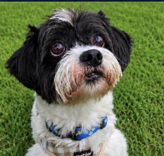 ZACK, a ADOPTABLE Havanese in Grand Prairie, TX image 2/3