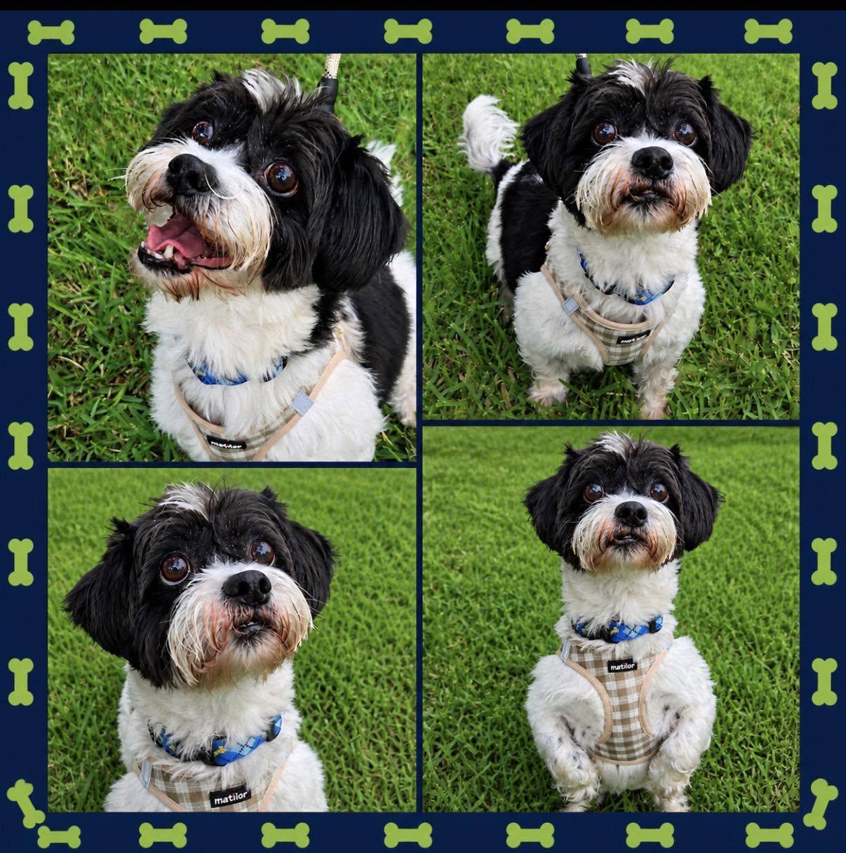 ZACK, a ADOPTABLE Havanese in Grand Prairie, TX image 5/6