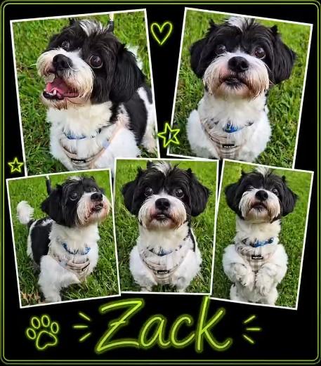 ZACK, a ADOPTABLE Havanese in Grand Prairie, TX image 6/6