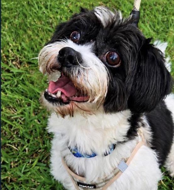 ZACK, a ADOPTABLE Havanese in Grand Prairie, TX image 1/3