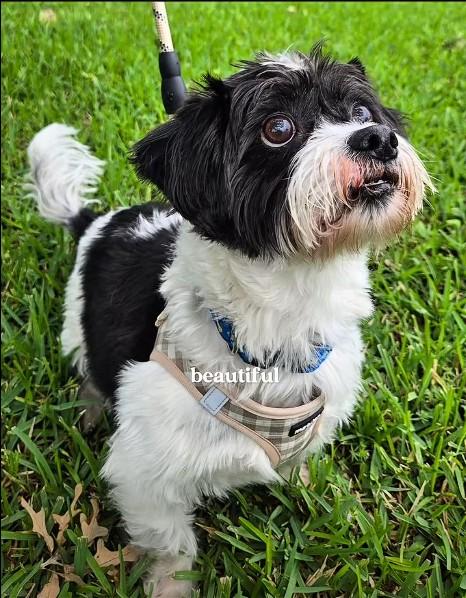 ZACK, a ADOPTABLE Havanese in Grand Prairie, TX image 1/6