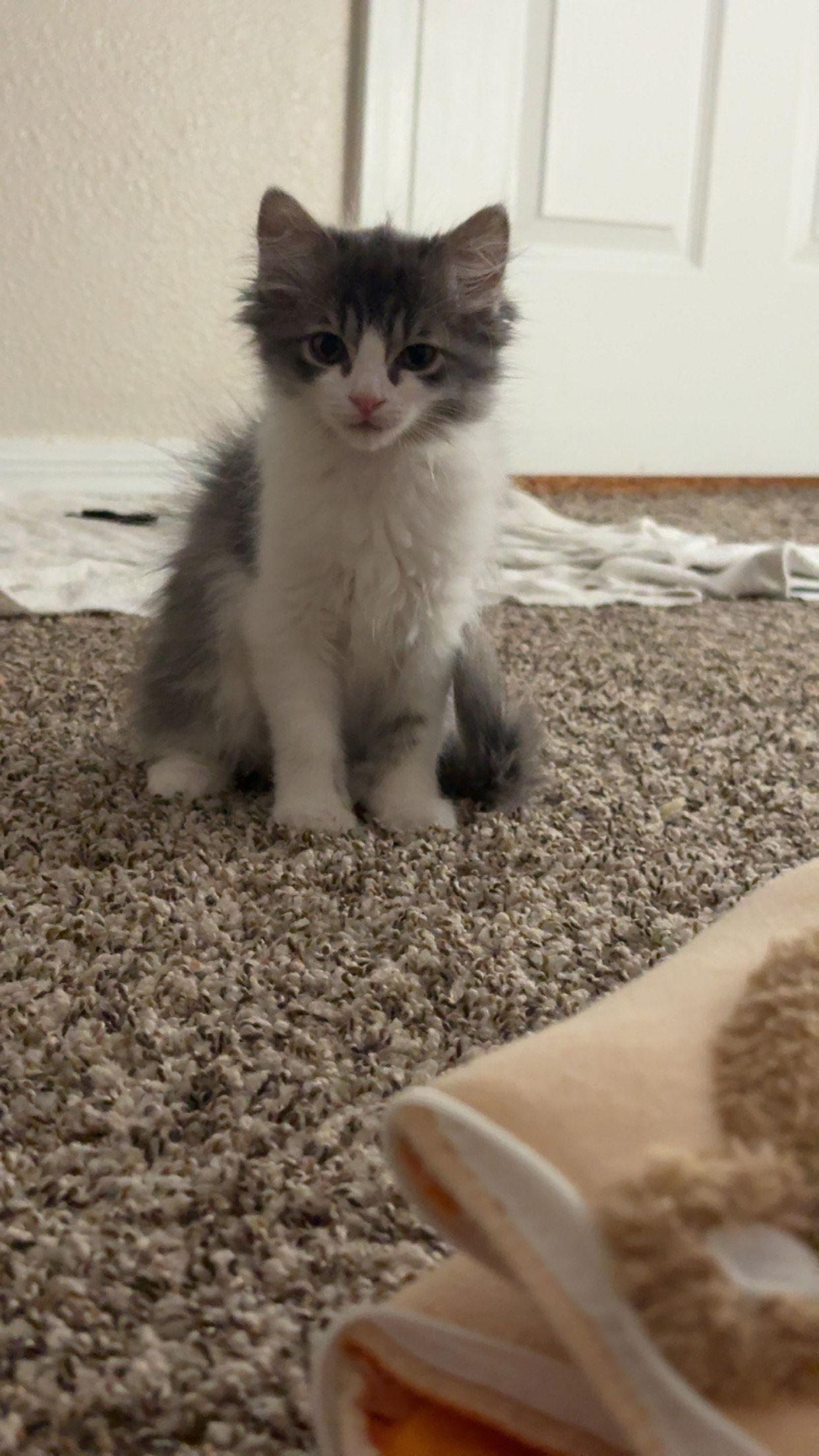 Enlarge Floof, a Adopted Domestic Medium Hair in Glendale, AZ image 1/3