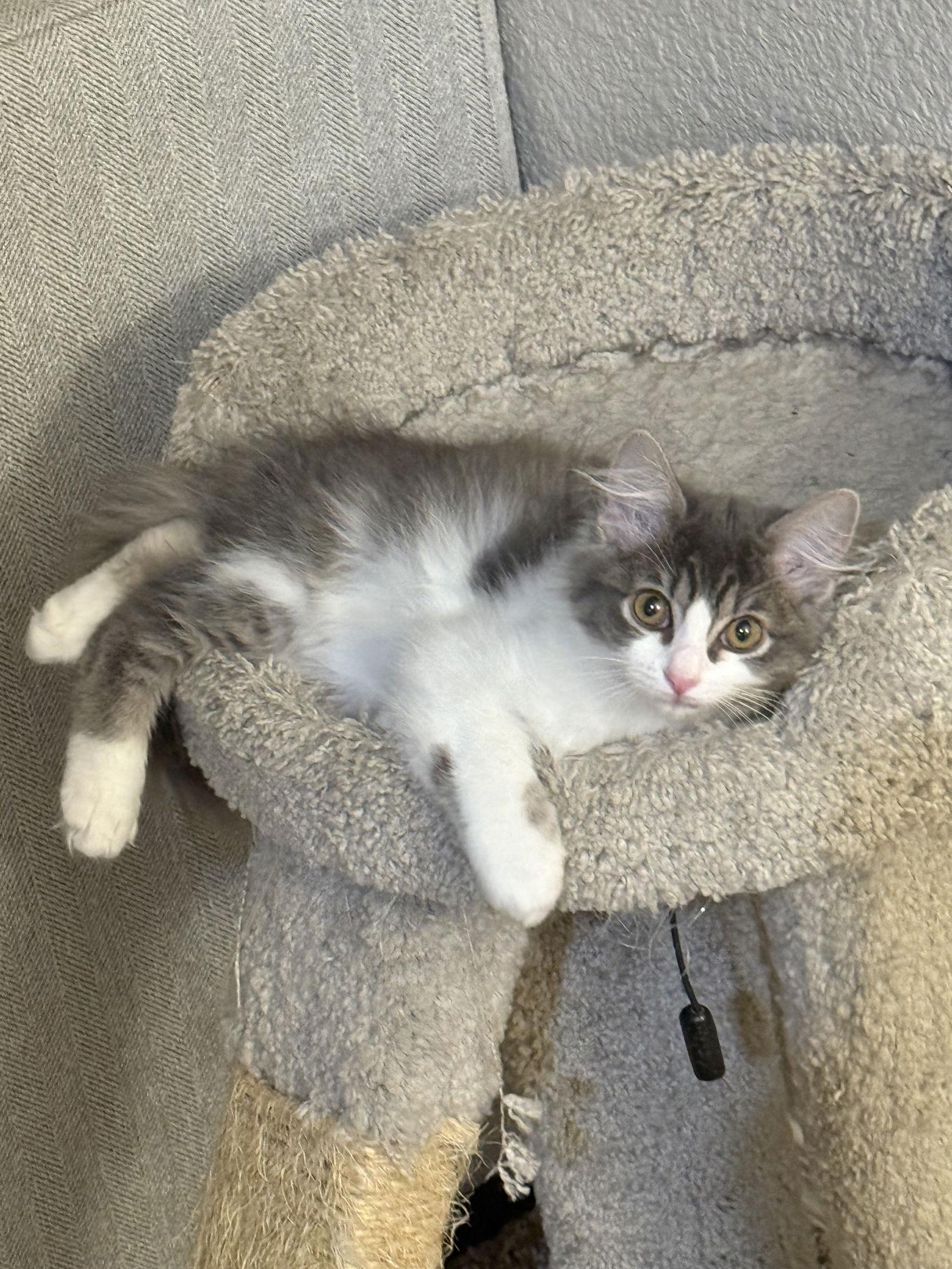 Enlarge Floof, a Adopted Domestic Medium Hair in Glendale, AZ image 2/3