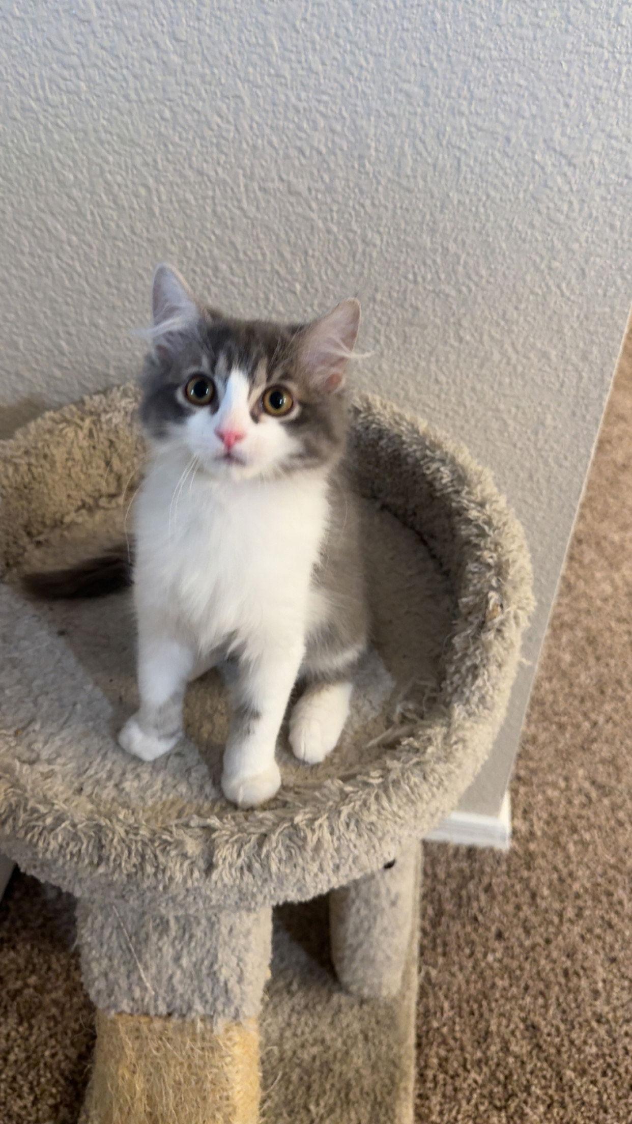 Enlarge Floof, a Adopted Domestic Medium Hair in Glendale, AZ image 3/3