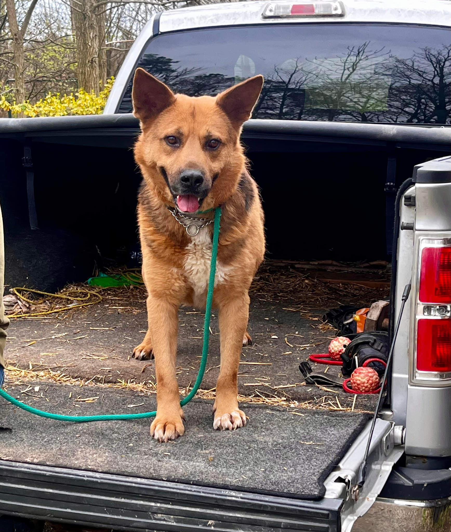 Mr. Dude (20230704-01), an adoptable German Shepherd Dog, Chow Chow in Fenwick, ON, L0S 1C0 | Photo Image 4