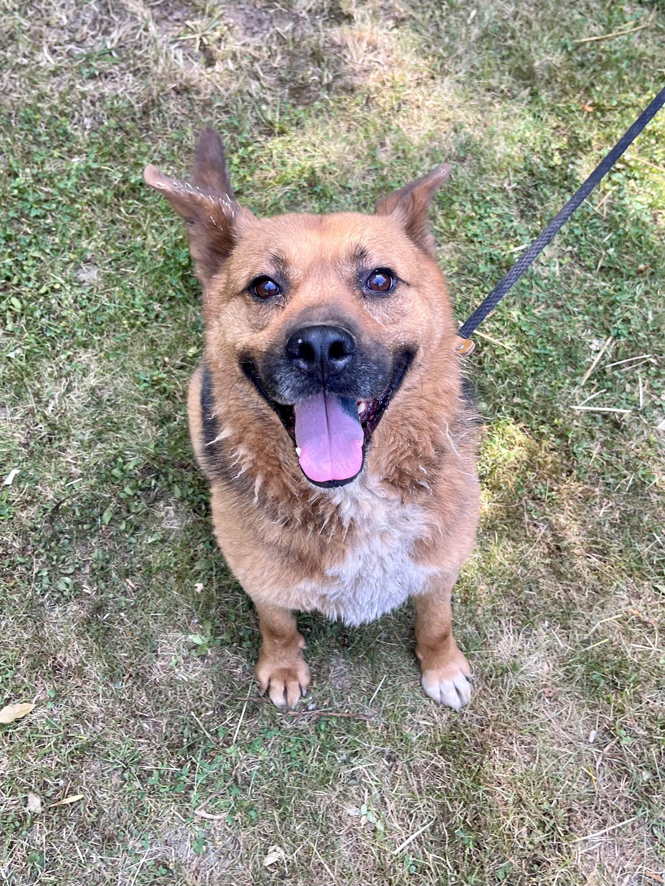 Mr. Dude (20230704-01), Adoptable, Adult Male German Shepherd Dog & Chow Chow.