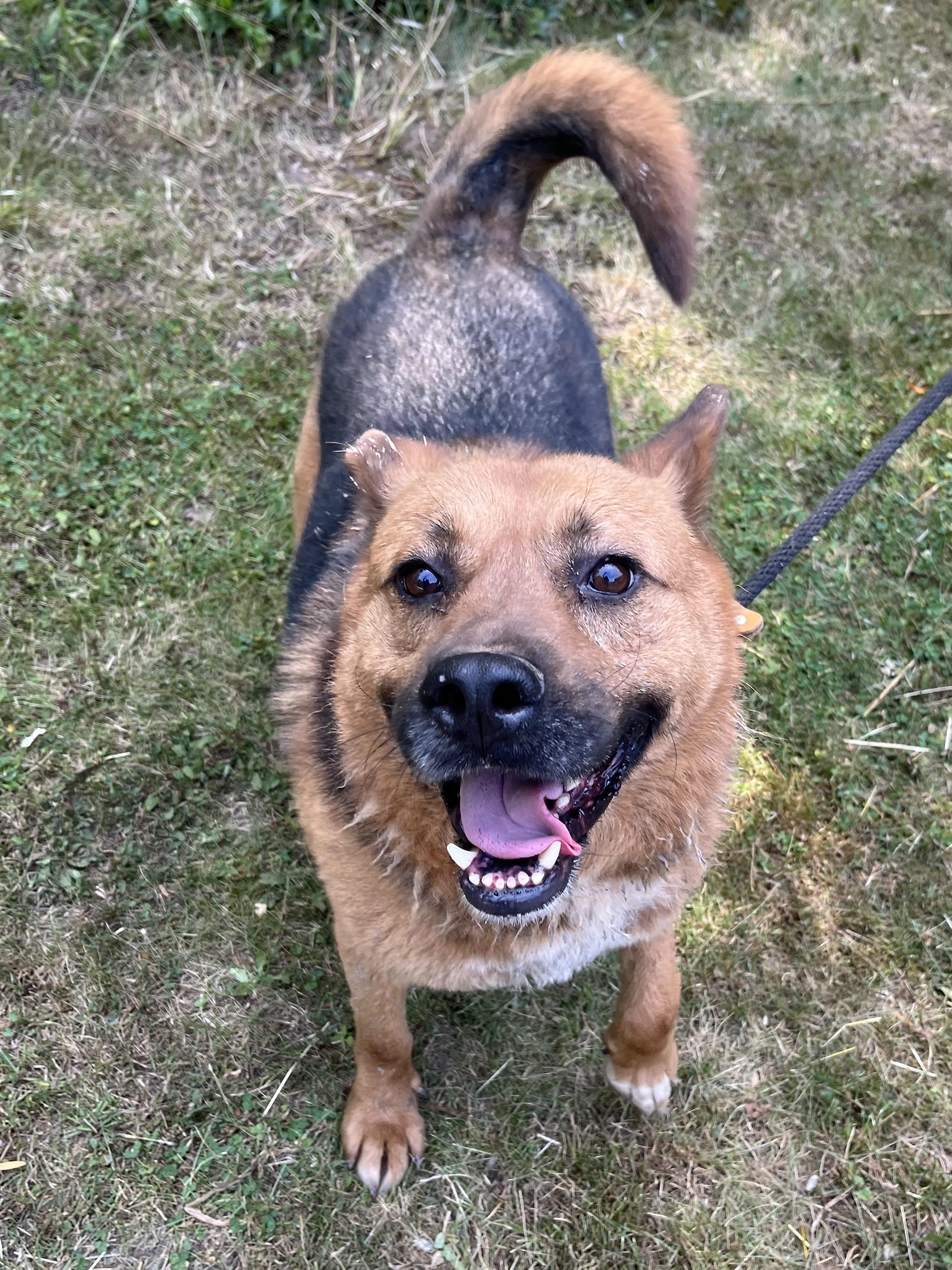 Mr. Dude (20230704-01), an adoptable German Shepherd Dog, Chow Chow in Fenwick, ON, L0S 1C0 | Photo Image 5