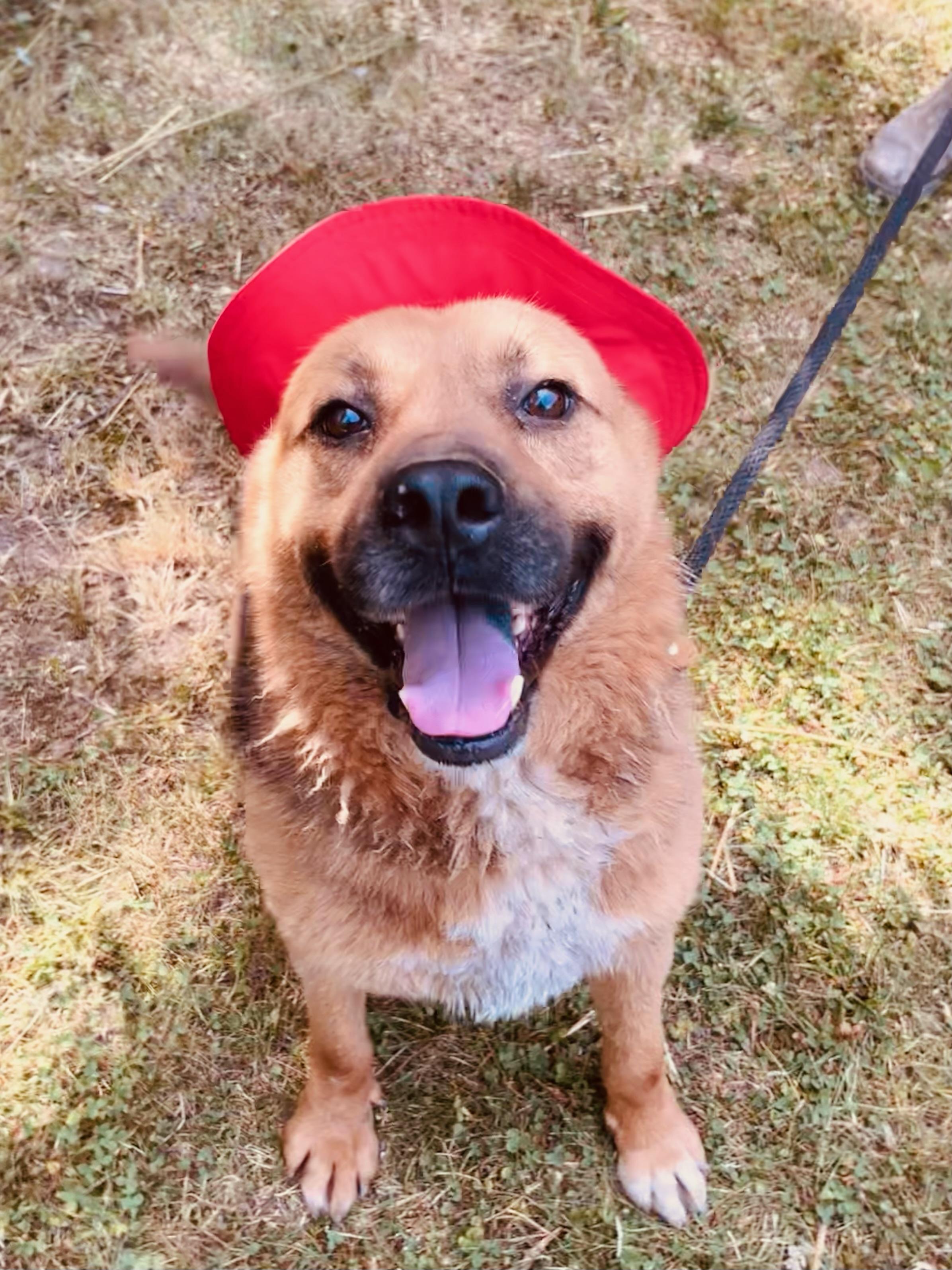 Mr. Dude (20230704-01), an adoptable German Shepherd Dog, Chow Chow in Fenwick, ON, L0S 1C0 | Photo Image 6