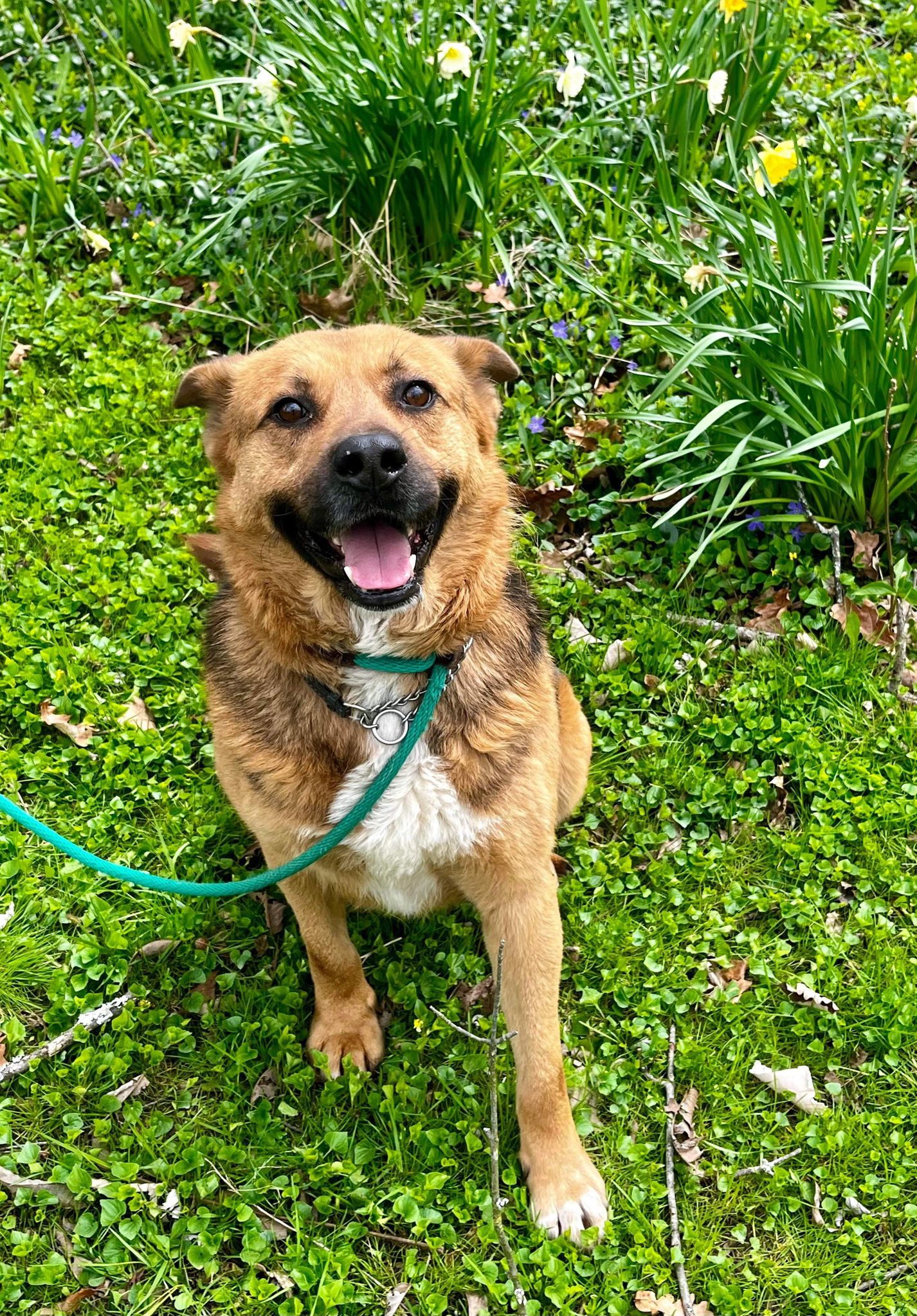 Mr. Dude (20230704-01), an adoptable German Shepherd Dog, Chow Chow in Fenwick, ON, L0S 1C0 | Photo Image 3