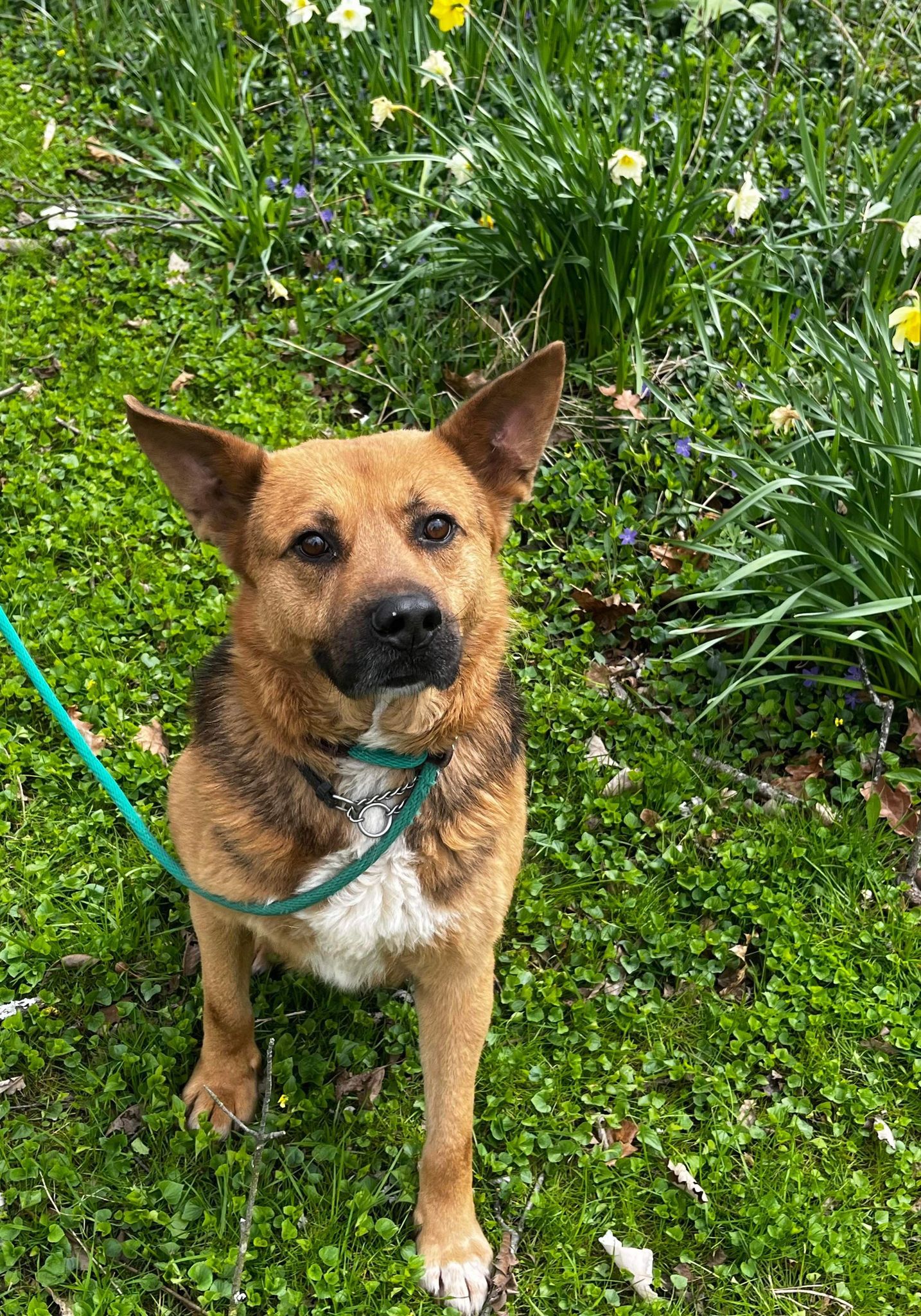Mr. Dude (20230704-01), an adoptable German Shepherd Dog, Chow Chow in Fenwick, ON, L0S 1C0 | Photo Image 2