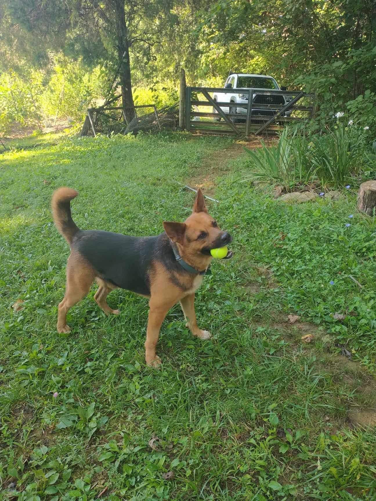 Mr. Dude (20230704-01), an adoptable German Shepherd Dog, Chow Chow in Fenwick, ON, L0S 1C0 | Photo Image 6