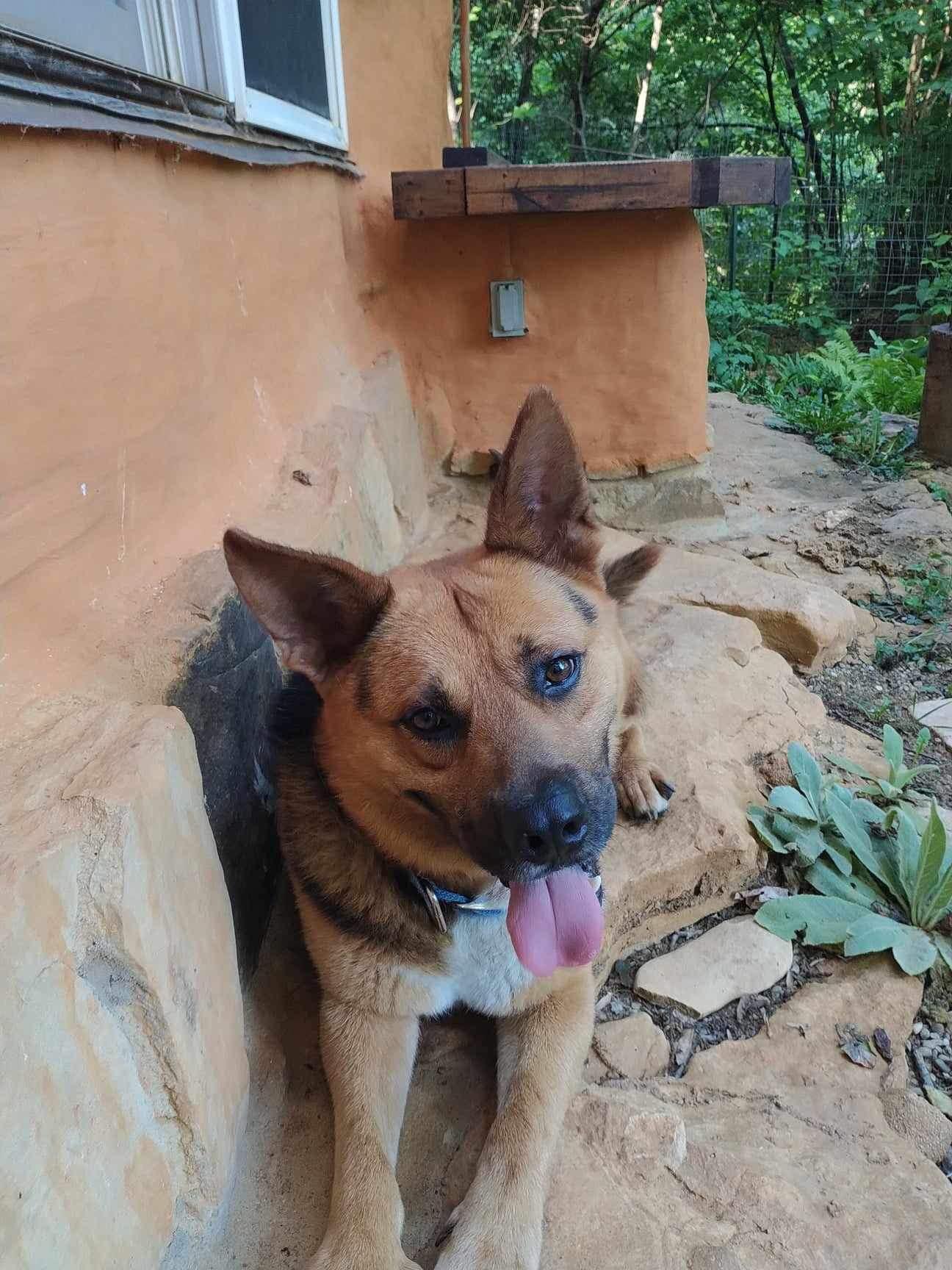 Mr. Dude (20230704-01), a Adoptable mixed breed in Fenwick, ON image 2/6