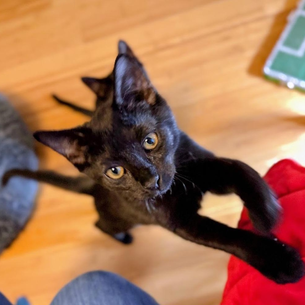 Enlarge KARIFA, a ADOPTABLE Domestic Short Hair in East Greenwich, RI image 1/4