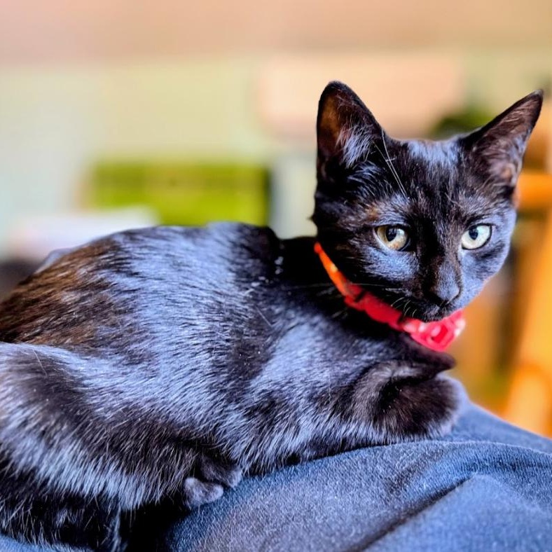 KARIFA, ADOPTABLE, Kitten Female Domestic Short Hair.