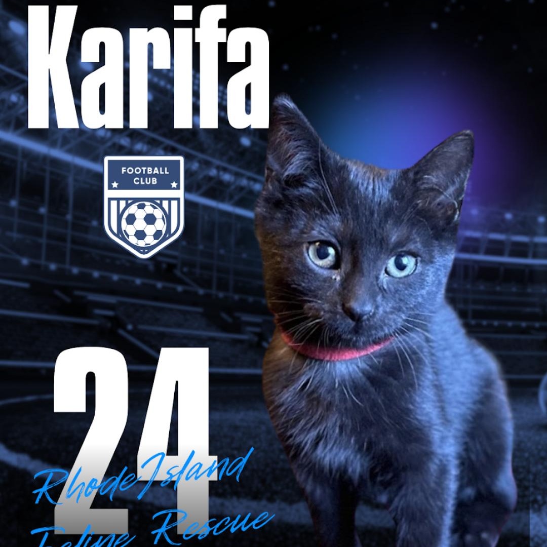 Enlarge KARIFA, a ADOPTABLE Domestic Short Hair in East Greenwich, RI image 3/4