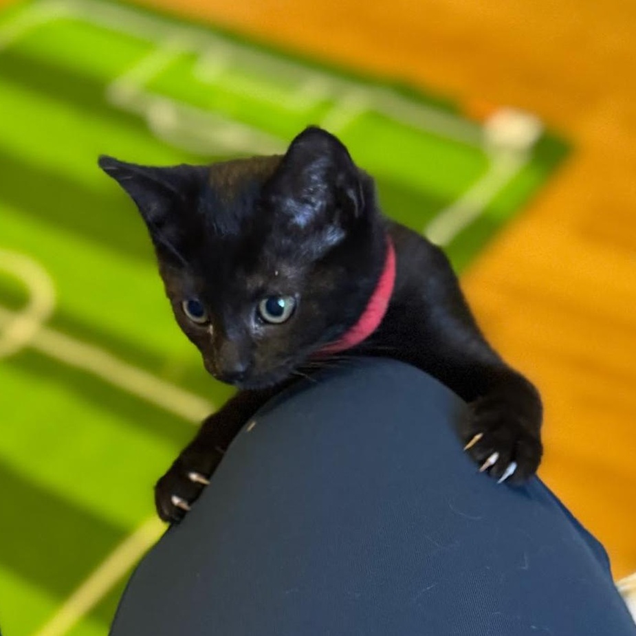 Enlarge KARIFA, a ADOPTABLE Domestic Short Hair in East Greenwich, RI image 4/4