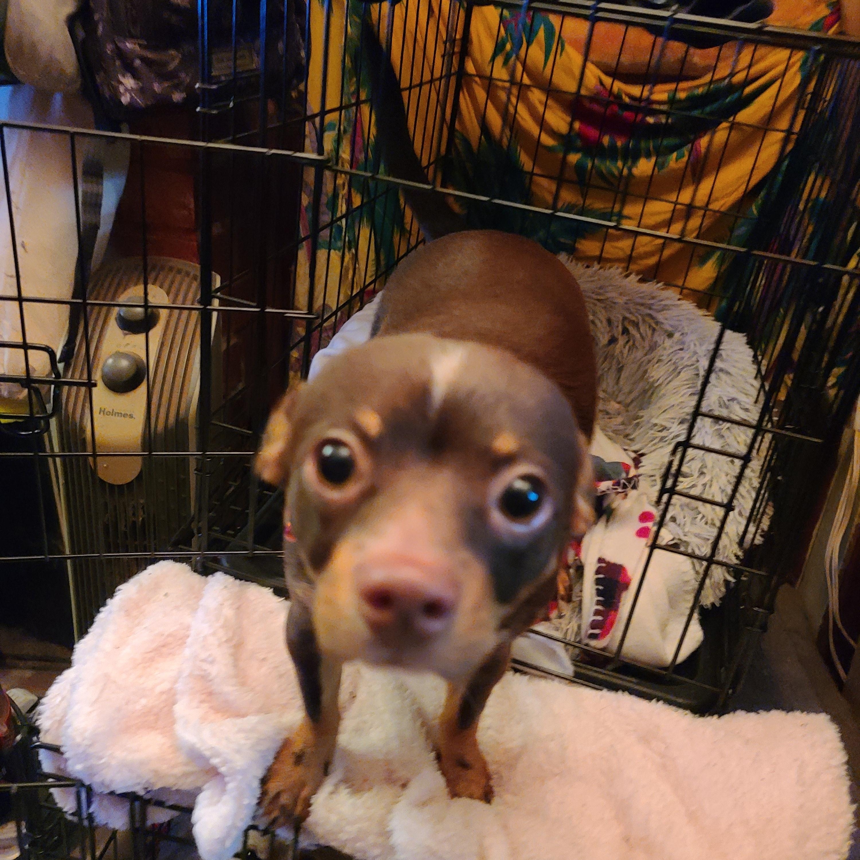 Enlarge Gizmo, a Adoptable Chihuahua in Murphys, CA image 1/2