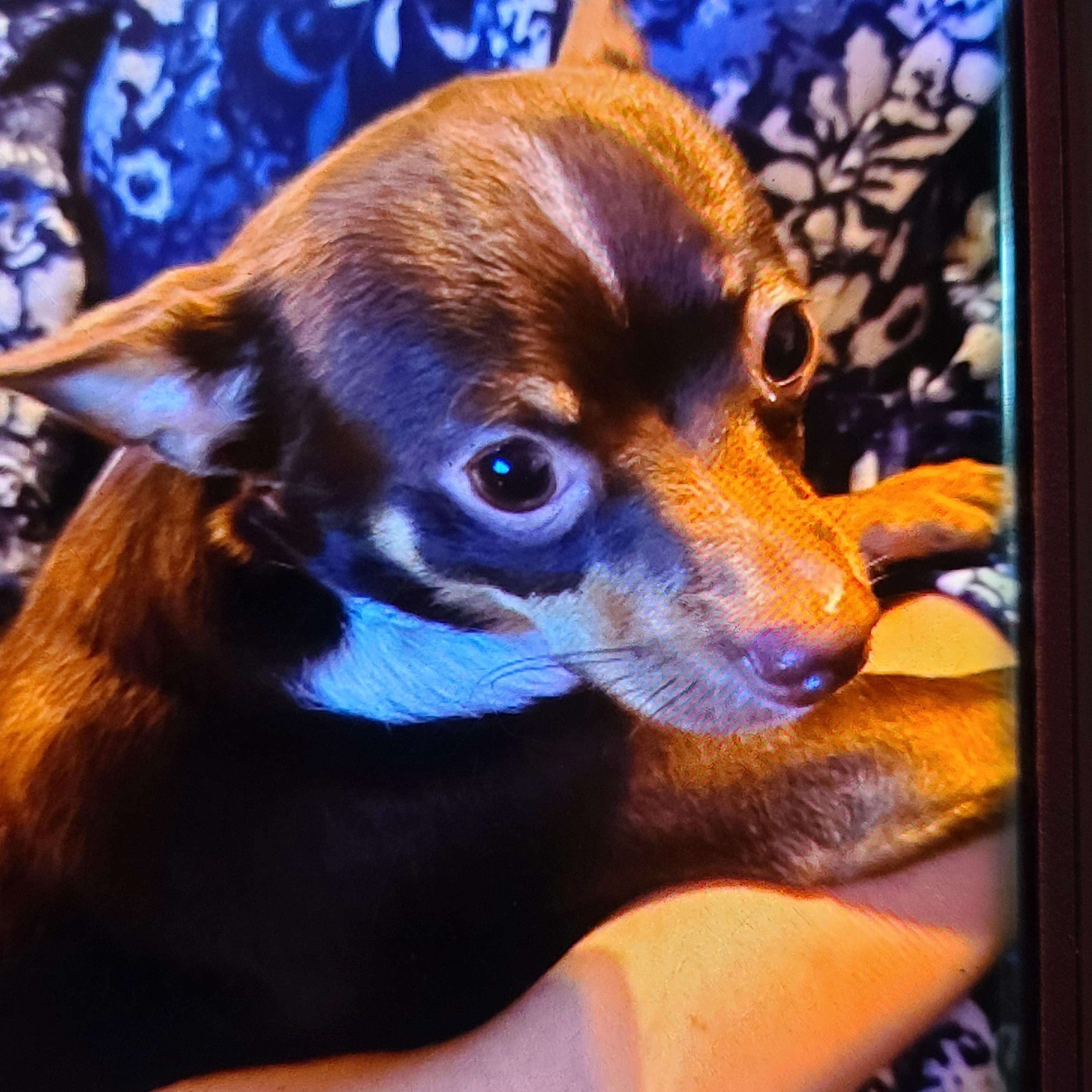 Enlarge Gizmo, a Adoptable Chihuahua in Murphys, CA image 2/2