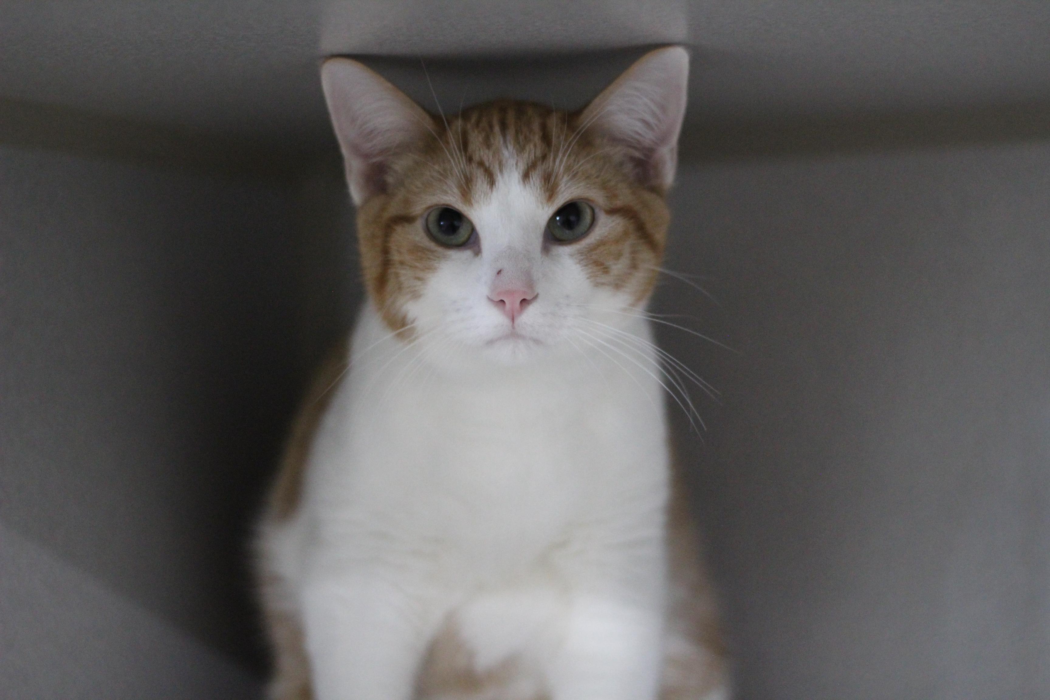 Dustin, adopted, Young Male Domestic Short Hair.