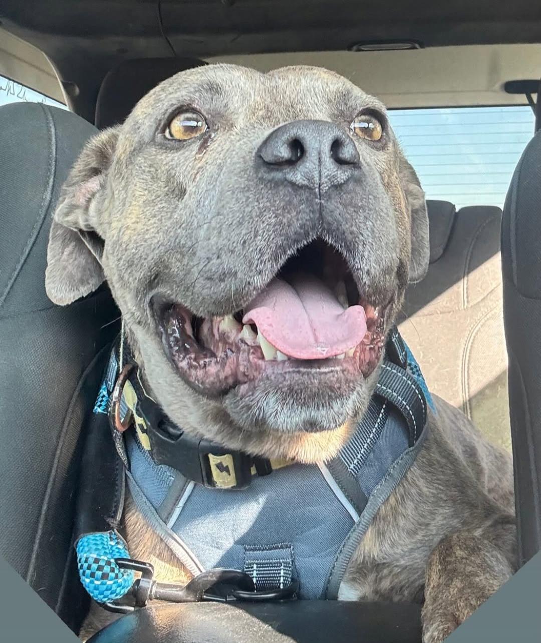 Spruce, Adoptable, Adult Male Pit Bull Terrier.