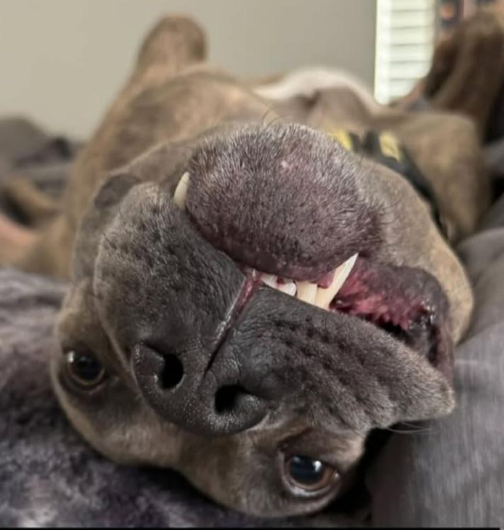 Spruce, a Adoptable mixed breed in Scottsdale, AZ image 2/5