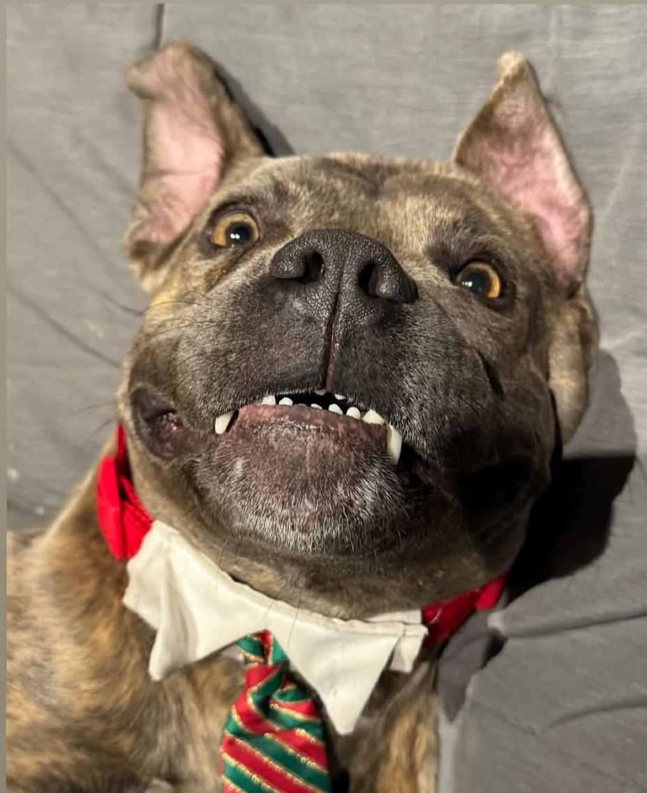 Spruce, a Adoptable mixed breed in Scottsdale, AZ image 3/5