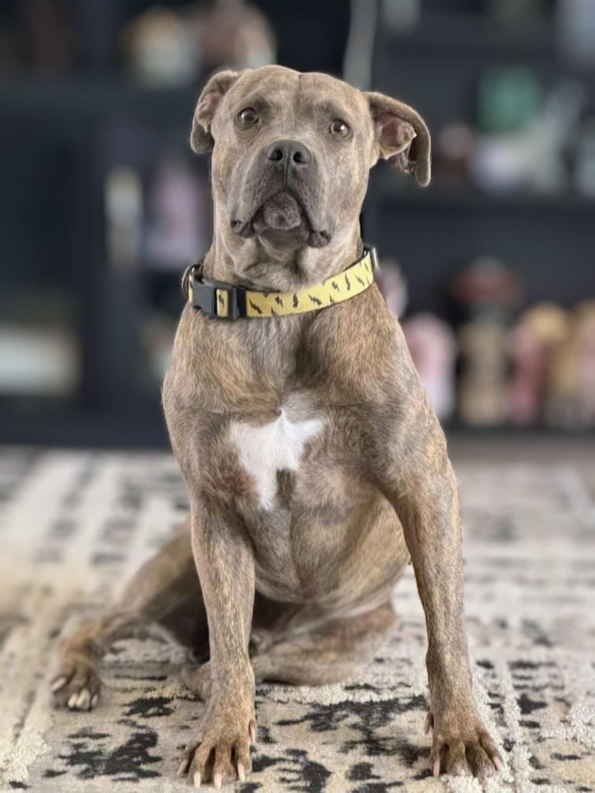 Spruce, a Adoptable mixed breed in Scottsdale, AZ image 4/5