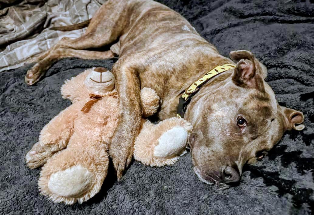 Spruce, a Adoptable mixed breed in Scottsdale, AZ image 5/5