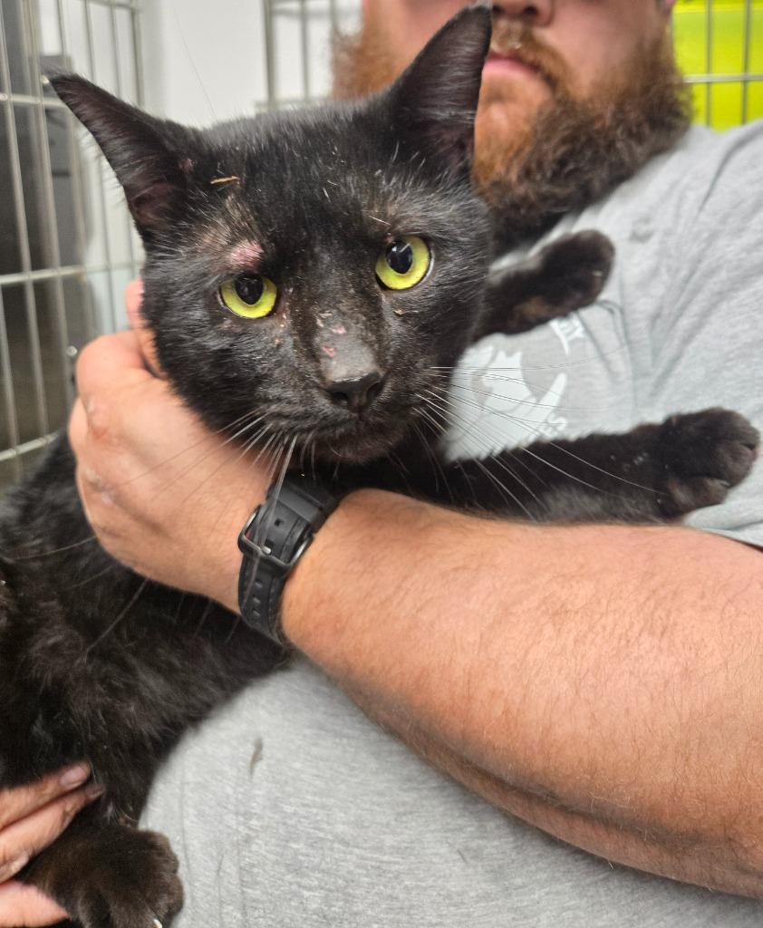 Blackberry, Adoptable, Adult Male Domestic Short Hair.