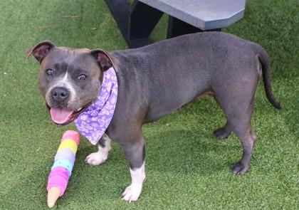 Paisley, Adopted, Young Female Mixed Breed.