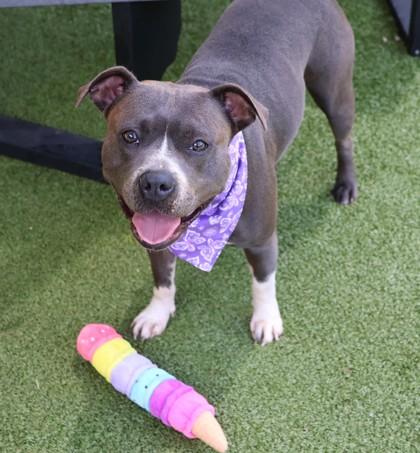 Enlarge Paisley, a Adopted Mixed Breed in Athens, GA image 3/3