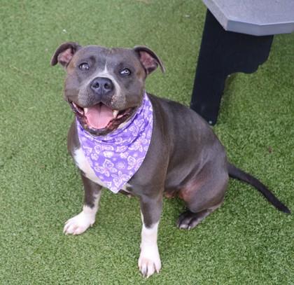 Enlarge Paisley, a Adopted Mixed Breed in Athens, GA image 2/3