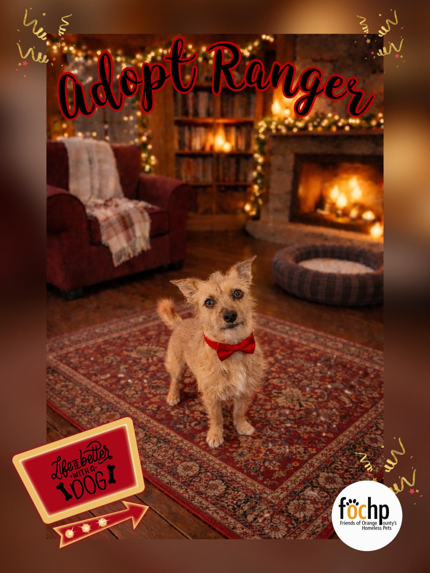 Ranger, Adoptable, Adult Male Cairn Terrier & Norfolk Terrier.