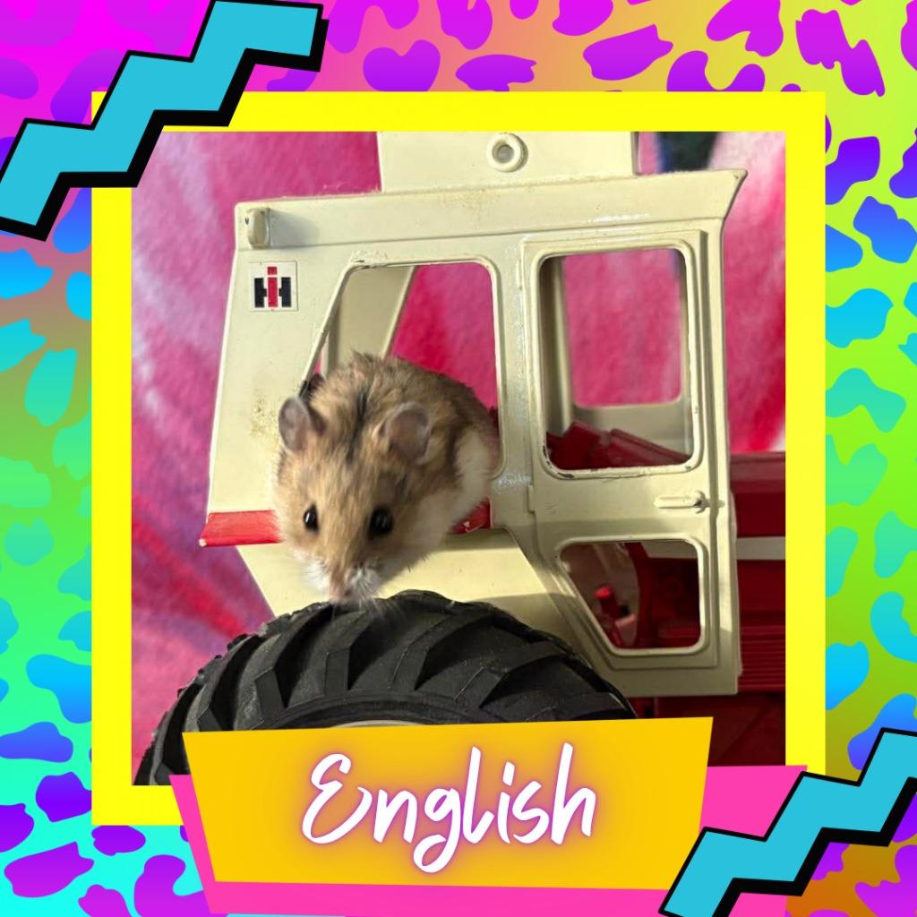 English, Adoptable, Baby Female Hamster.