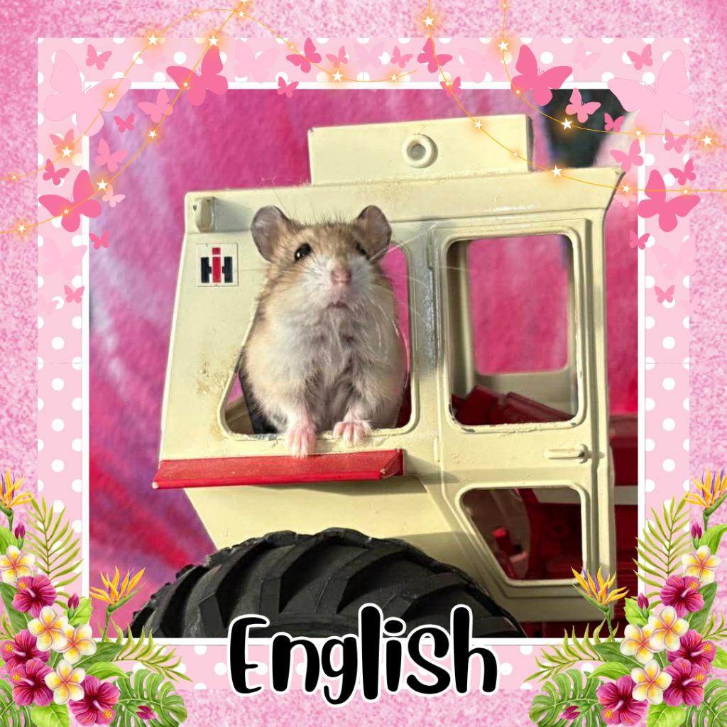 Enlarge English, a Adoptable Hamster in Elizabethtown, KY image 2/2