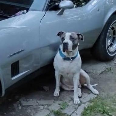 Maya  Home To thumbnail 2