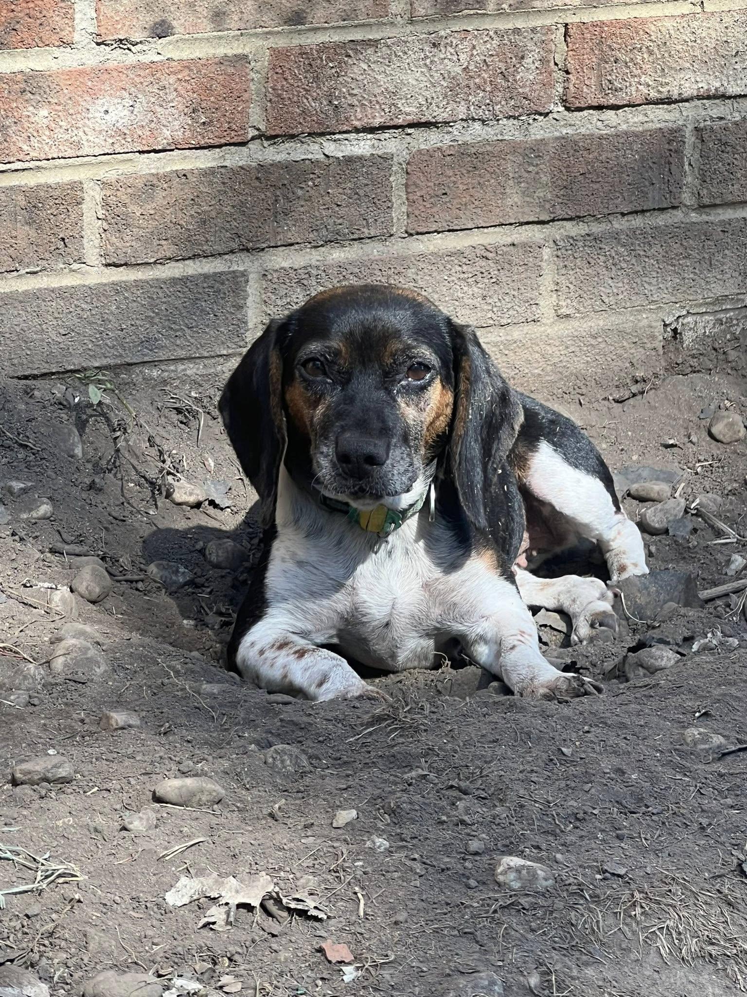 Enlarge Alexa, an adopted mixed breed in Knoxville, TN image 1/2