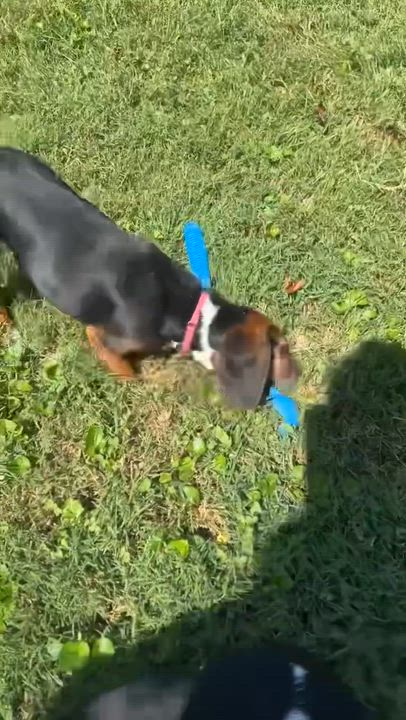 Enlarge Alexa, an adopted mixed breed in Knoxville, TN video 2/2