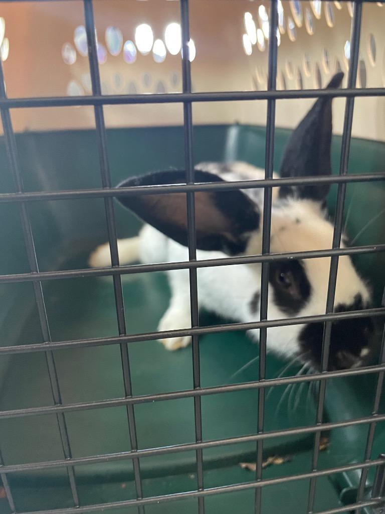 Dot, Adoptable, Adult Female Bunny Rabbit.