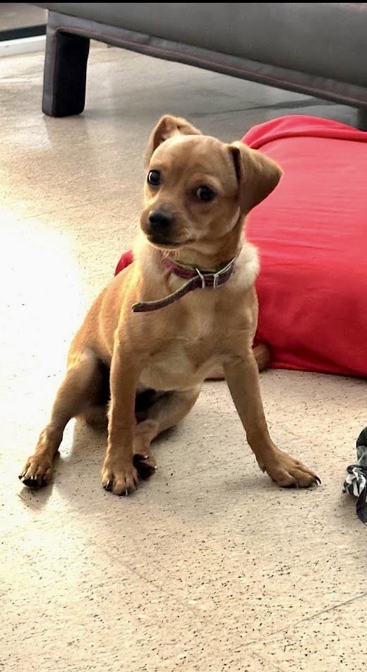 Mia, Adoptable, Puppy Female Dachshund & Chihuahua.