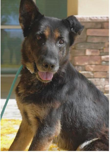 Sofia, Adopted, Senior Female German Shepherd Dog.