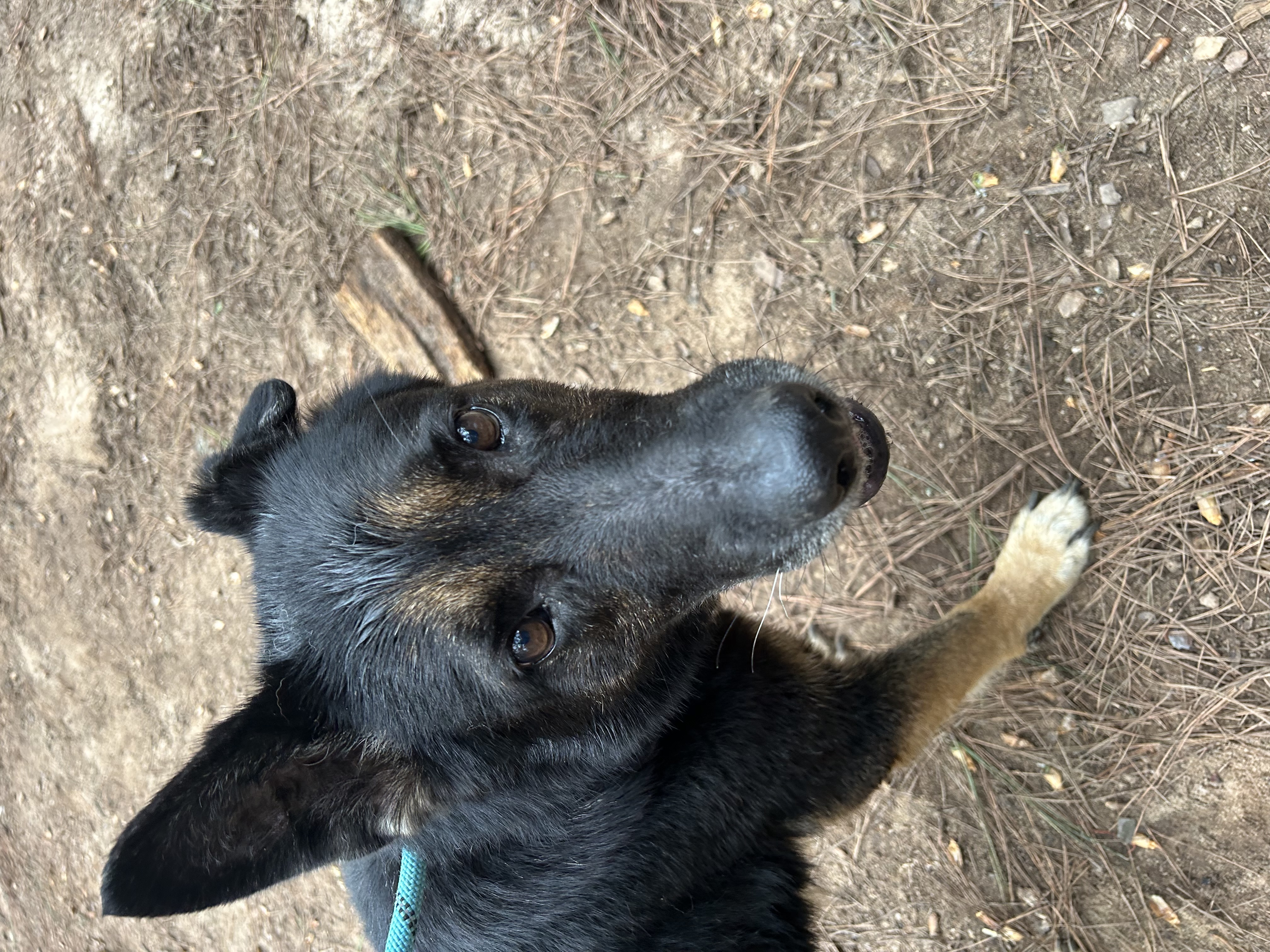 Enlarge Sofia, a Adopted German Shepherd Dog in Athens, GA image 2/5