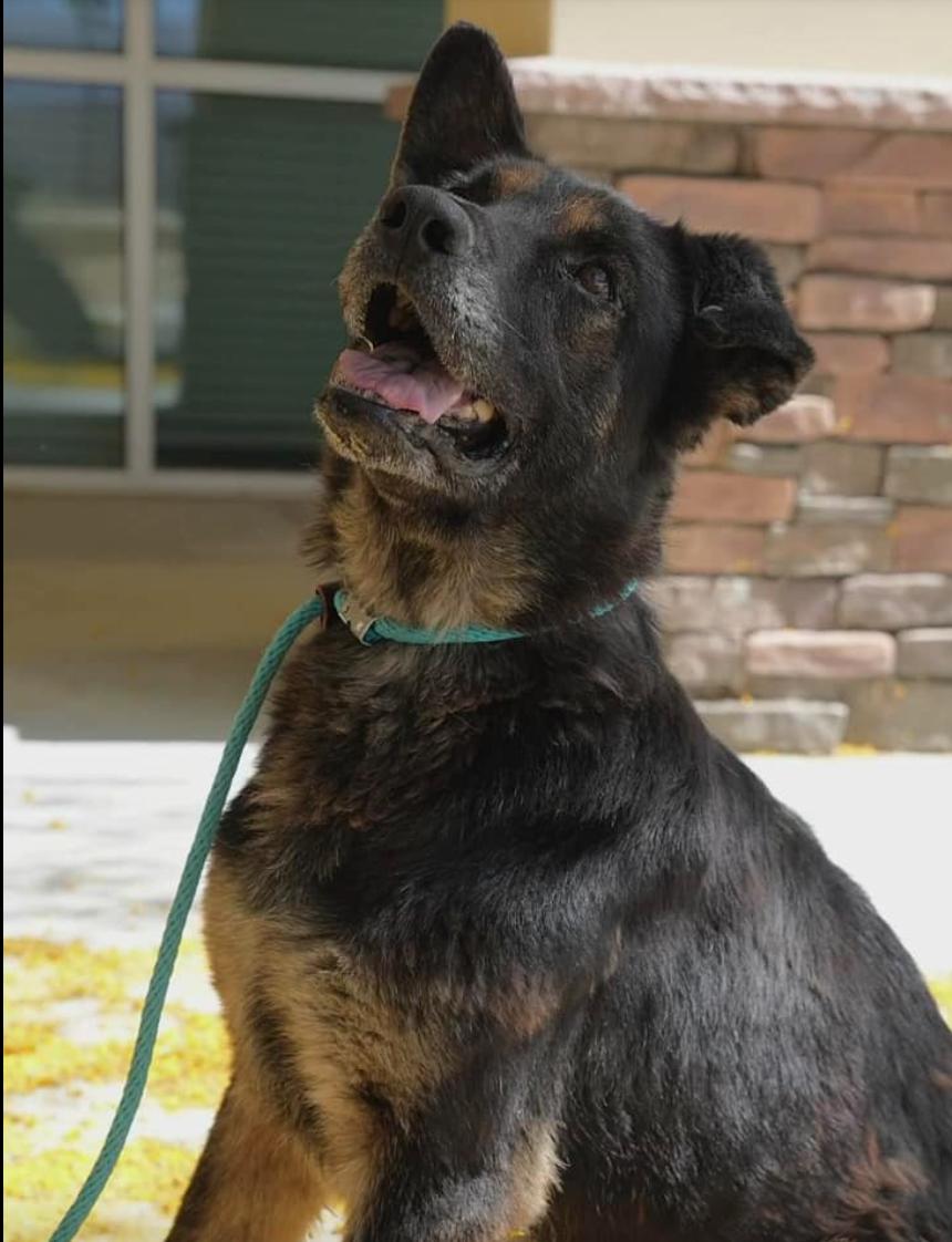 Enlarge Sofia, a Adopted German Shepherd Dog in Athens, GA image 3/5