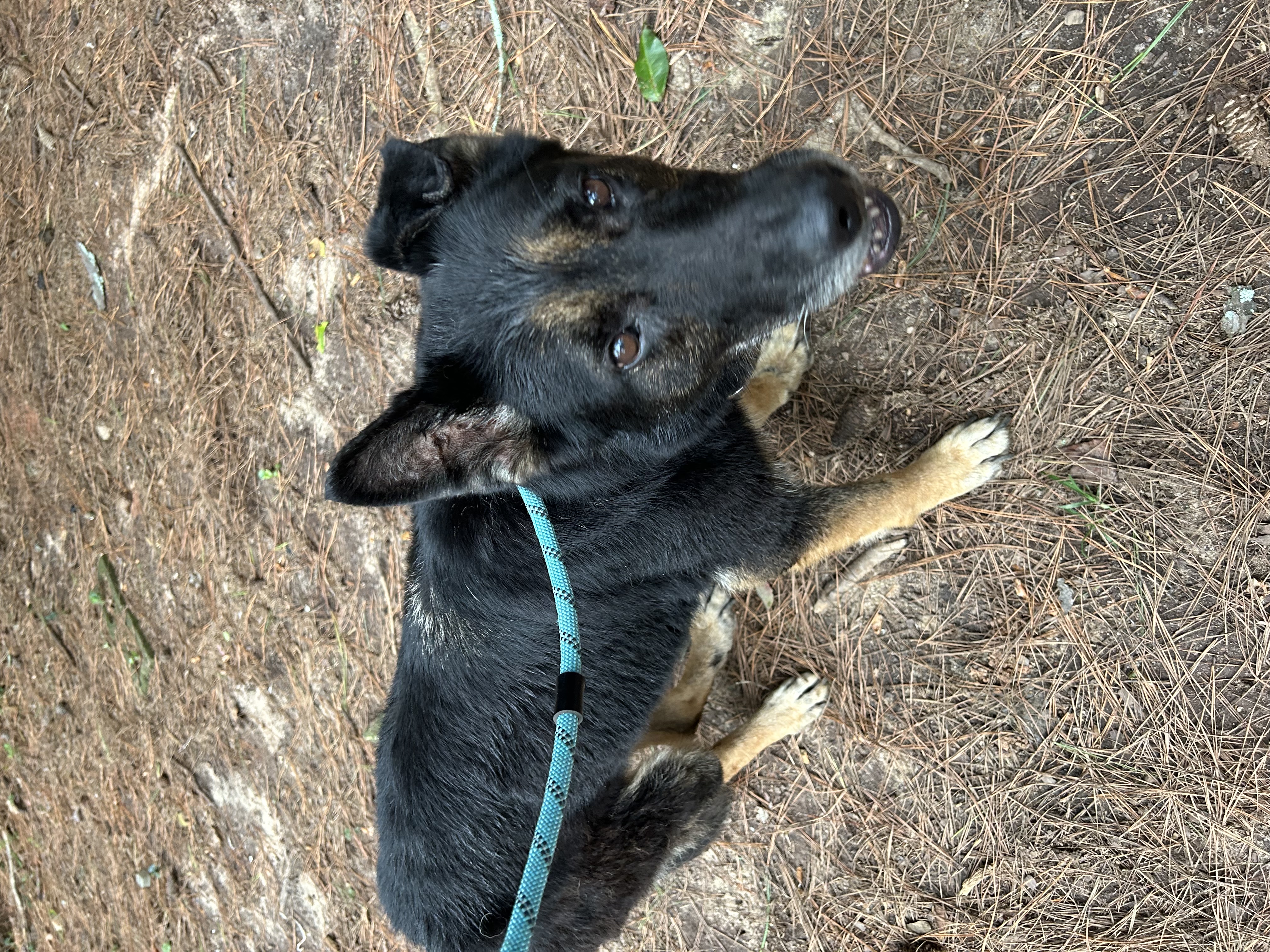 Enlarge Sofia, a Adopted German Shepherd Dog in Athens, GA image 4/5