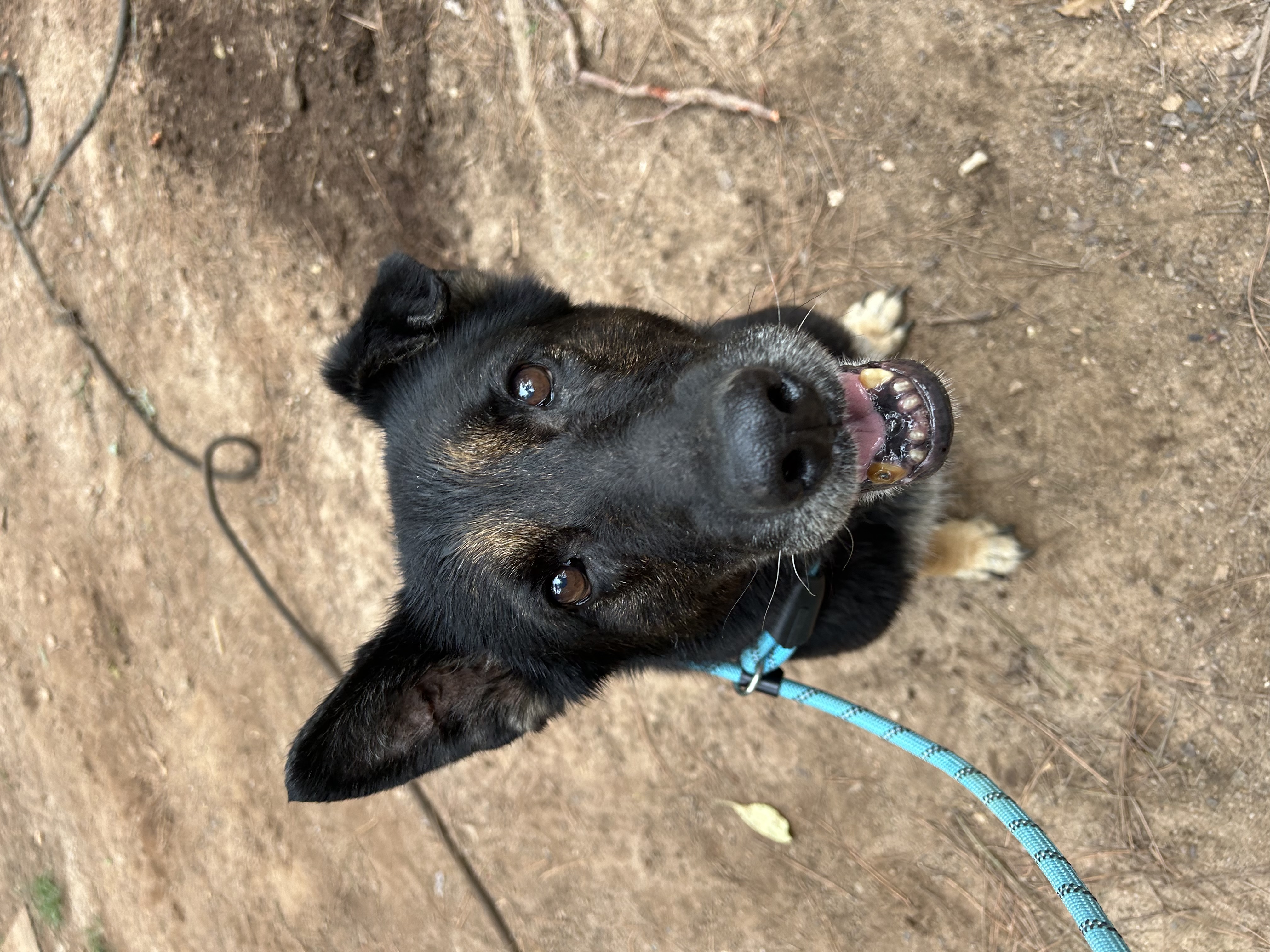Enlarge Sofia, a Adopted German Shepherd Dog in Athens, GA image 5/5
