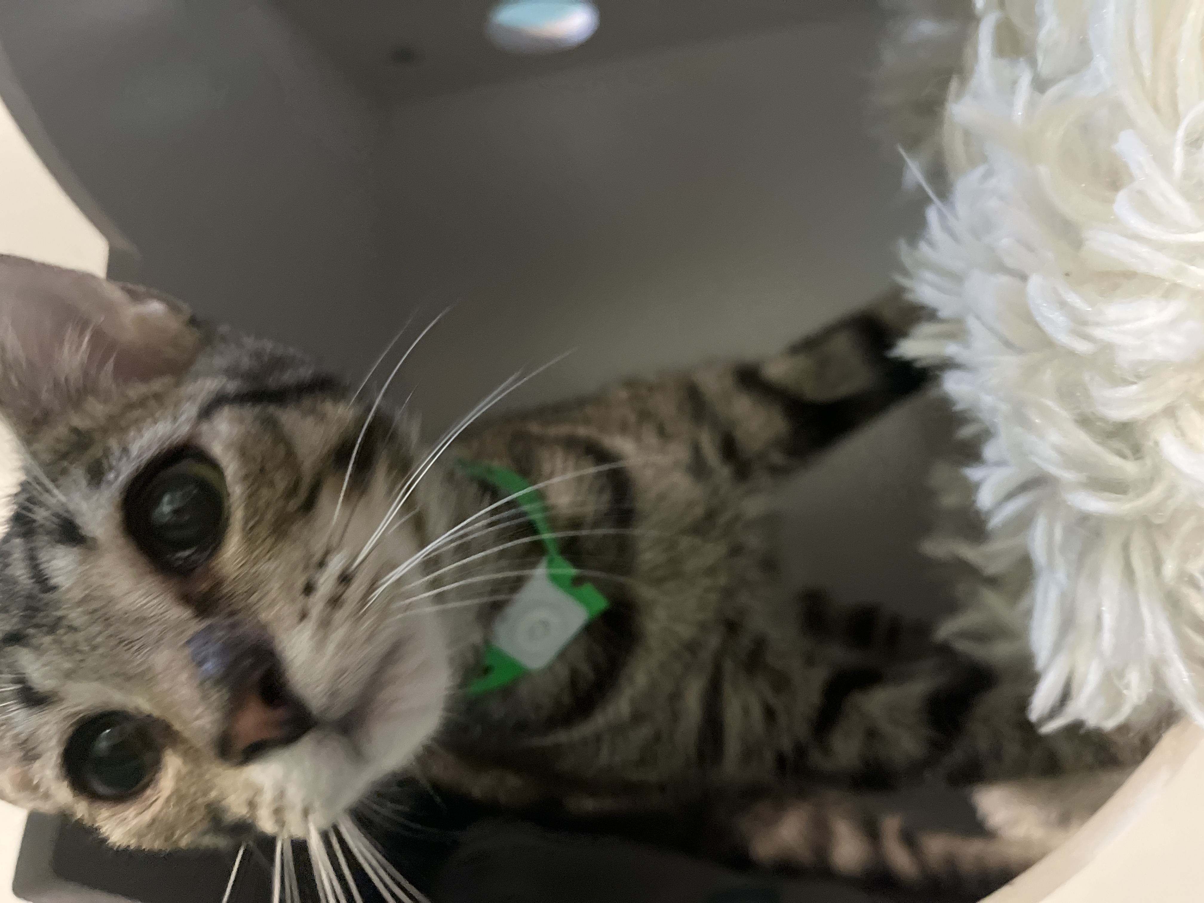 Enlarge Victor, a Adoptable Domestic Short Hair in Aiea, HI image 1/2