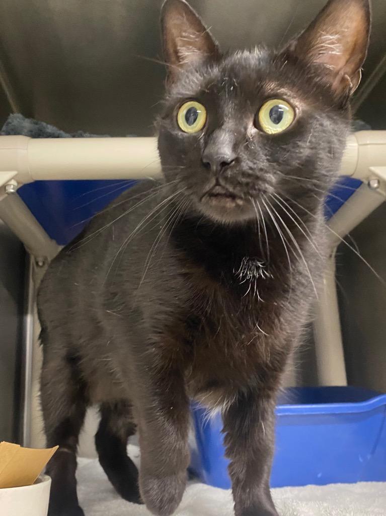 Enlarge Onyx Night, a Adoptable mixed breed in Fall River, MA image 2/5