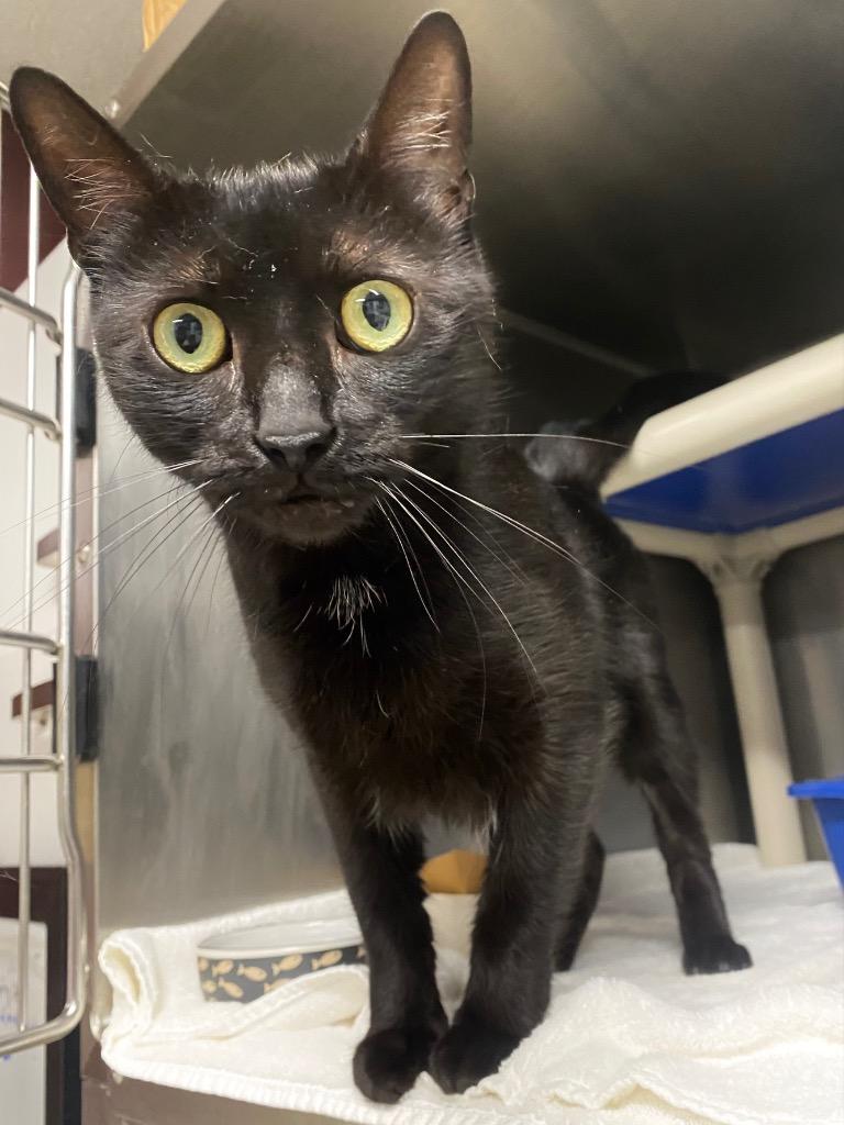 Enlarge Onyx Night, a Adoptable mixed breed in Fall River, MA image 3/5