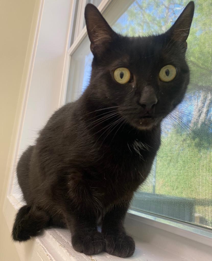 Enlarge Onyx Night, a Adoptable mixed breed in Fall River, MA image 4/5